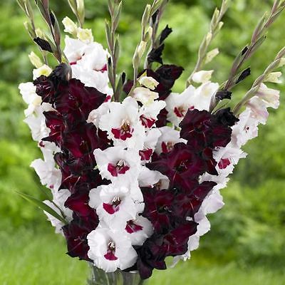 Gladiolus Bulbs -EXPRESSO FIORENTINA-  Breathtakingly Beautiful Blooms - 6 Bulbs