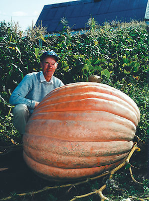 Pumpkin Seeds - DILL'S ATLANTIC GIANT Monster Pumpkin!!! - Can Grow to 1600 lbs.