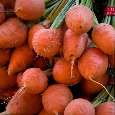 Carrot Seeds - PARMEX - Outstanding Flavor and Lovely Crunchy Texture -50 Seeds