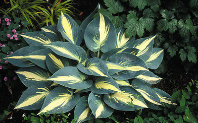 Hosta Plant - HIGH SOCIETY - Great Container Plant - Shade Perennial - 2 Shoots