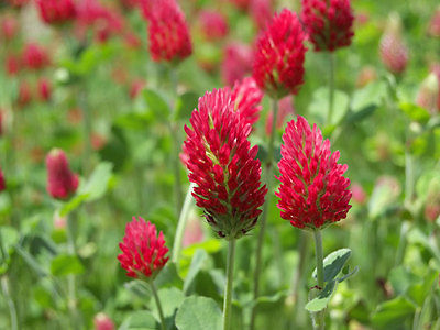 Crimson Clover Seeds -Trifoliate Leaves and Pink to Red Flowers-Reptile-50 Seeds