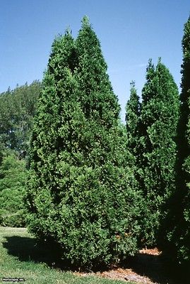 Cedar Tree Seeds -  NORTHERN WHITE - Swamps and Lowlands - Canada - 25+ Seeds