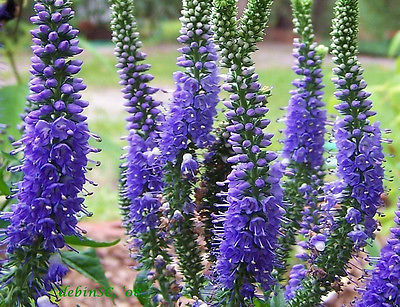 Veronica Seeds -SUNNY BORDER BLUE - Speedwell -Excellent Cutting Flower-25 Seeds