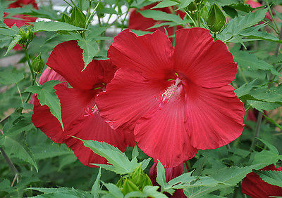 Hardy Hibiscus Seeds- LORD BALTIMORE - Winter Hardy Shrub - 10 Seeds 