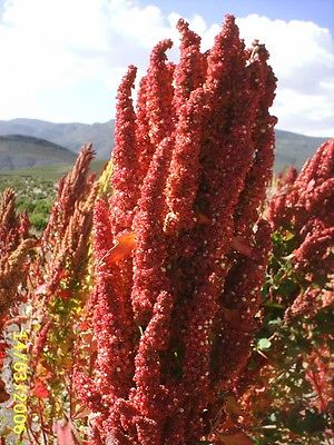 Quinoa Seeds - ROYAL RED - Highly Nutritious Grain - Natural Detox -100+ Seeds