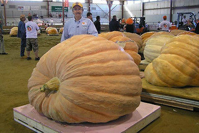 Dill's Atlantic Giant Pumpkin Seeds - Can Grow to 1600 lbs. - Bulk - 50 Seeds 