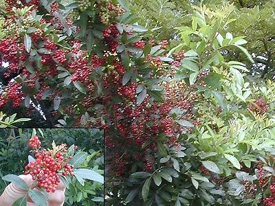Red Peppercorn Seeds - BAIES ROSE -  Rare - theseedhouse - 500+ Seeds 