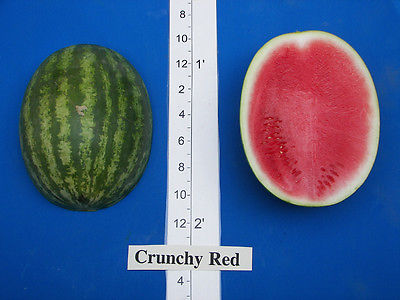 Watermelon Seeds - CRUNCHY RED - Bright Red Flesh - Grows Up To 18 lb. -10 Seeds
