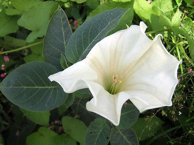 Datura Metel Seeds- SINGLE WHITE - Devil's Trumpet - Tropical Flower - 25 Seeds 