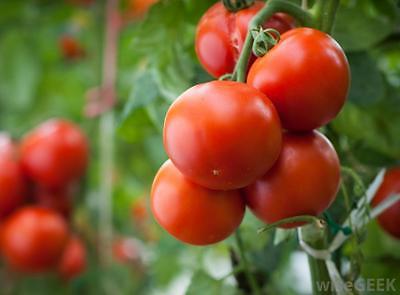 Tomato Seeds - DEFIANT VF2/PHR - GMO FREE -Hybrid Bush Tomato Variety- 25 Seeds