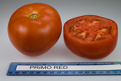 Tomato Seeds - PRIMO RED VFFT/TSWV - Hybrid Bush Tomato Variety - 25 Seeds