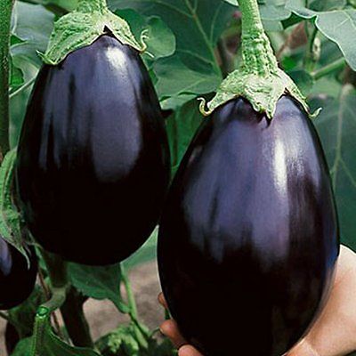 Eggplant Seeds - BLACK BEAUTY - Great Tasting, High Yielding - 25 Seeds