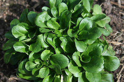 Corn Salad Seeds - Yummy Salad Green - Gmo Free - Very Hardy Plant - 50 Seeds