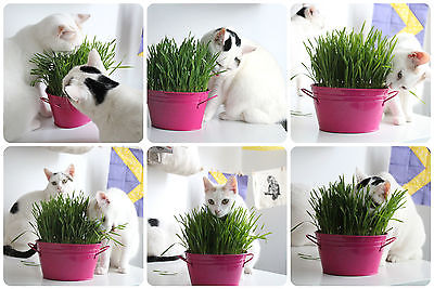 Organic Cat Grass Seeds - OATS - Great Natural Treat - 1000+ Seeds   =^..^=