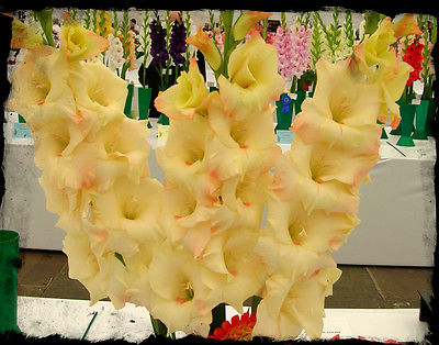 Gladiolus Bulbs - CREAM PERFECTION - Sword Lily - Great Cut Flowers - 6 Bulbs