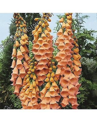 Foxglove Seeds - POLKADOT PIPPA - Large Spikes, Coral Flowers - 50+ Seeds 
