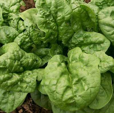 Spinach Seeds - BLOOMSDALE - Excellent Flavor-High Yielding Vegetable-1000 Seeds