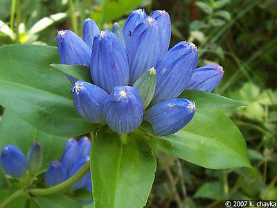 Closed Bottle Gentian Seeds - Unique Blooms - Canadian Wildflower - 15+ Seeds 