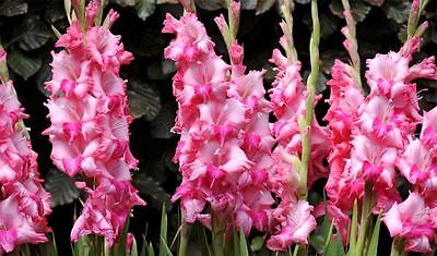 Gladiolus Bulbs - EMOTION - Sword Lily - Great Cut Flowers - 6 Bulbs