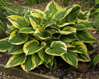 Hosta Plant - ANNE - Popular Variety - Variegated Shade Perennial - 2 Shoots
