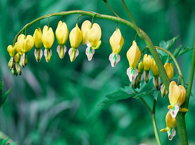 Dicentra Spectabilis Seeds - CANARY YELLOW - Shade Perennial -10 Seeds 