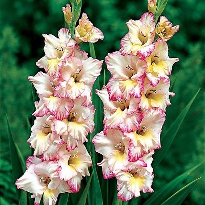 Gladiolus Bulbs - PRISCILLA - Sword Lily - Unusually Fringed Blooms - 6 Bulbs