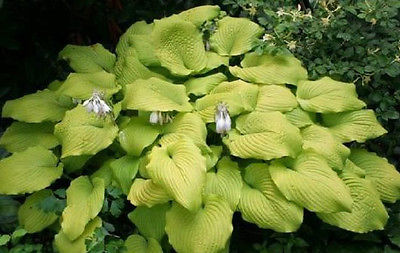Hosta Plant - PIEDMONT GOLD - Great Container Plant - Shade Perennial - 2 Shoots