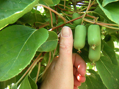 Kiwi Seeds - CHICO ACTINIDIA ARGUTA - Rare, Sweet Fruit - GMO FREE - 25 Seeds