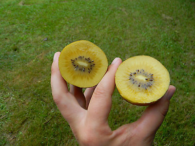 Kiwi Seeds - GOLDEN SUPER SWEET - Large Kiwi Berries - GMO FREE - 25 Seeds 
