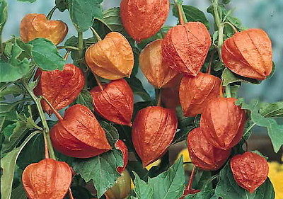 Chinese Lantern Seeds ~ Wildflower ~ Great for Dried Flower Arranging ~ 30 Seeds