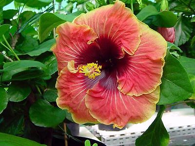 Hibiscus Seeds - Tahitian Caramel Galaxy x Tahitian Purple Passion- 10 Seeds