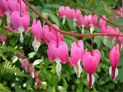 Dicentra Spectabilis Seeds - PINK -  Plant of Romance - Heart Shape - 10 Seeds 