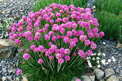 Armeria Seeds ~ PINK ONLY ~ Sea Pinks, Common Thrift ~Compact Perennial-50 Seeds