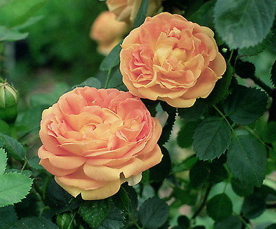 Soleil D'or Hybrid Tea Rose Seeds - Creamsicle Coloured Blooms -20 Seeds
