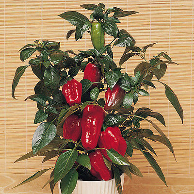 Redskin Bell Pepper Seeds - GMO FREE - Great Potted Plant - Vegetable - 10 Seeds