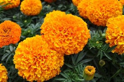 Marigold Seeds - MOONSONG DEEP ORANGE - Intense Color - theseedhouse - 25 Seeds