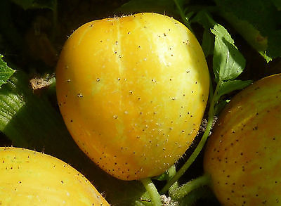 Cucumber Seeds ~ Lemon ~ Unique and Fun for Child's Garden ~ 20 Organic Seeds~