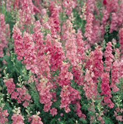 Larkspur Seeds - PINK PERFECTION - Heirloom Annual - theseedhouse - 25+ Seeds