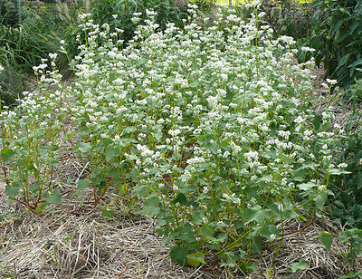 Buckwheat Seeds - High Quality Protein -Easy to Grow Nutritious Herb -100+ Seeds