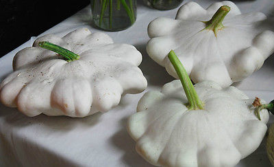 Squash Seeds - EARLY WHITE SCALLOP - Great Baked, Fried, or Stuffed  - 10 Seeds