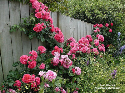 Rose Bush Seeds -DEEP PINK- Vibrant Pink Blooms 4 - 5