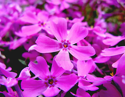 Mountain Phlox -Shades of Purple Bloom August- September -theseedhouse -25 Seeds