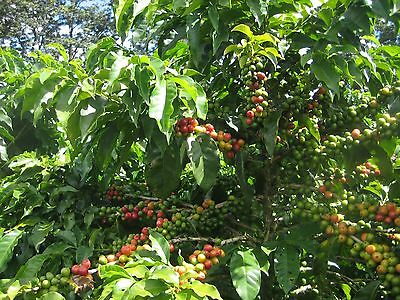 Coffee Bean Plant Seeds - YEMEN MOKHA SMALL - Smallest Coffee Tree - 1 Pound