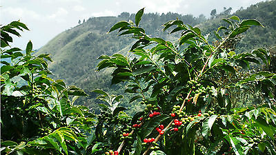 Coffee Bean Plant Seeds - JAMAICA BLUE MOUNTAIN - Rare Coffee Bean - 1 Pound