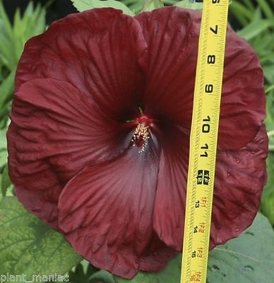 Hardy Hibiscus Seeds - HEARTTHROB - Perennial Flowering Shrub - 10 Seeds