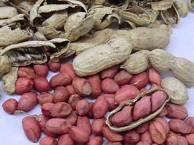 Peanut Seeds - TENNESSEE RED VALENCIA - Delicious, High Yielding - 30 Seeds