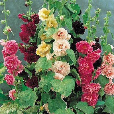 Hollyhock Seeds - SUMMER CARNIVAL MIX - Great for Child's Gardening - 25 Seeds