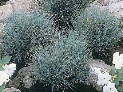 Ornamental Grass Seeds - BLUE FESCUE - Colorful - theseedhouse - 20 Seeds