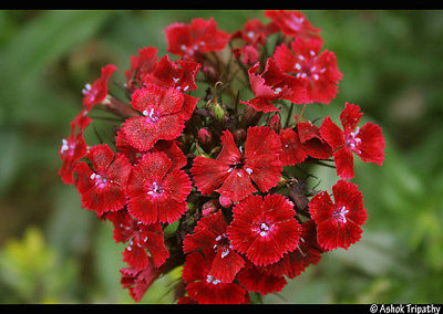 Sweet William Seeds - REDS ONLY -  Clusters of Deep Red Flowers - 25 Seeds   