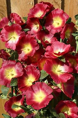 Hollyhock Seeds - HALO RED & YELLOW - Butterly Favorite - Alcea - 25 Seeds